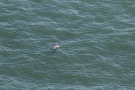 Missing Picture